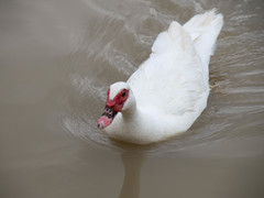 Cairina moschata domestica