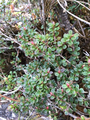 Vaccinium delavayi · iNaturalist