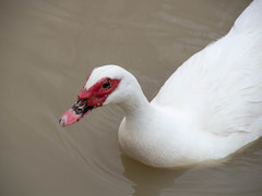 Cairina moschata domestica