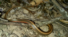Coniophanes imperialis
