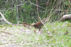 Dasyornis brachypterus