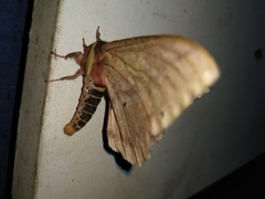 Dirphiopsis multicolor