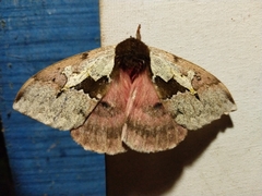 Dirphiopsis multicolor