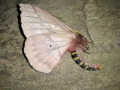 Dirphiopsis multicolor