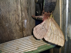 Dirphiopsis multicolor