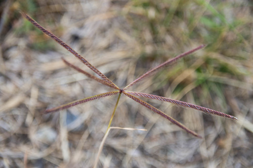 Chloris truncata iNat (3)