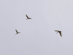 Threskiornis molucca