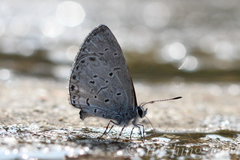 Celastrina lavendularis