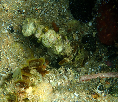 Diopatra dentata