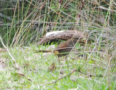 Dasyornis brachypterus