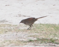 Dasyornis brachypterus