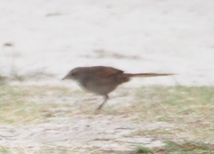 Dasyornis brachypterus