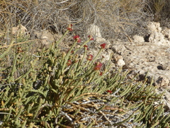 Anabasis articulata