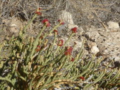 Anabasis articulata
