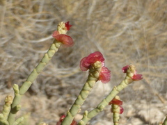 Anabasis articulata