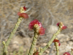 Anabasis articulata