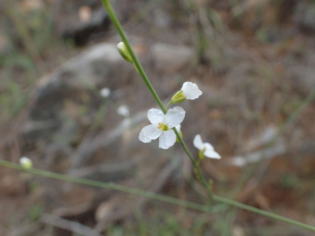 Crambe filiformis