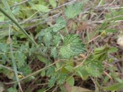 Crambe filiformis