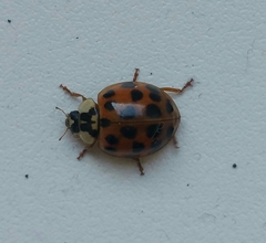 Harmonia axyridis