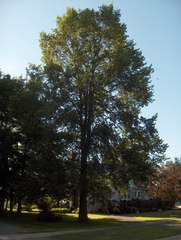 Ulmus thomasii