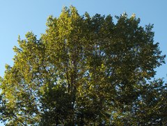 Ulmus thomasii