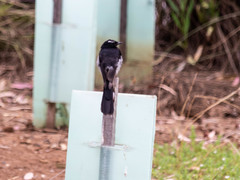 Rhipidura leucophrys