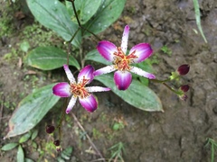 Tricyrtis lasiocarpa