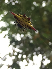 Gasteracantha sauteri