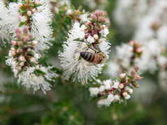 Apis mellifera