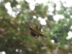 Gasteracantha sauteri