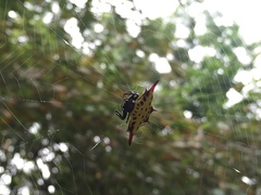 Gasteracantha sauteri
