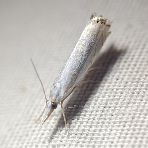 Small White Grass-veneer photo 3
