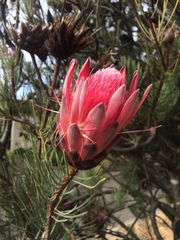 Protea aristata