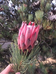 Protea aristata