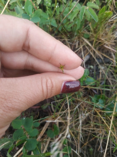 Carex X reducta