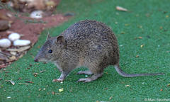 Isoodon fusciventer