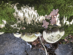 Fomes fomentarius