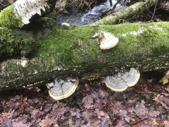 Fomes fomentarius