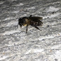 Apis dorsata breviligula