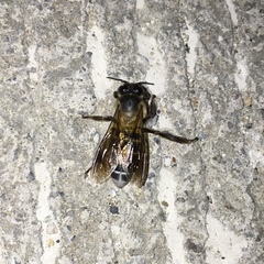 Apis dorsata breviligula