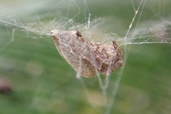 Cyrtophora exanthematica