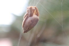 Cyrtophora exanthematica