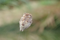 Cyrtophora exanthematica