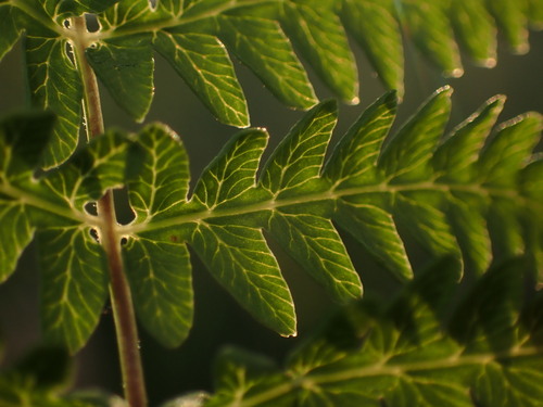 Thelypteris palustris iNat (1)