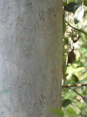 Phascolarctos cinereus