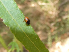 Nisotra bicolorata