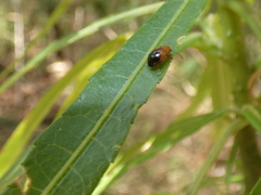 Nisotra bicolorata