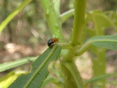Nisotra bicolorata