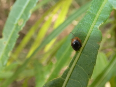 Nisotra bicolorata