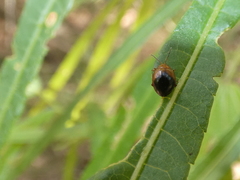 Nisotra bicolorata